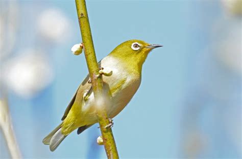 鳥種類|鳥類図鑑｜身近な鳥の生態・特徴・分布｜目に 